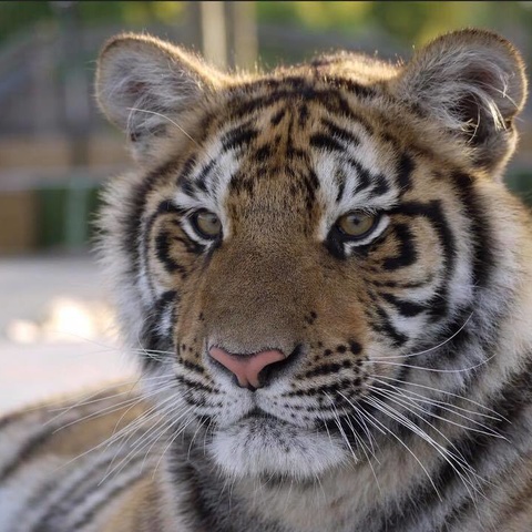 Lincolnshire Wildlife Park